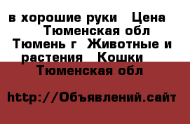 в хорошие руки › Цена ­ 0 - Тюменская обл., Тюмень г. Животные и растения » Кошки   . Тюменская обл.